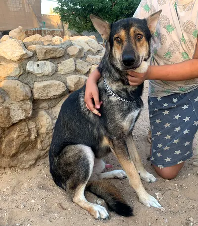 ⭐ German Shepherd - boy - 10-Months old ⭐