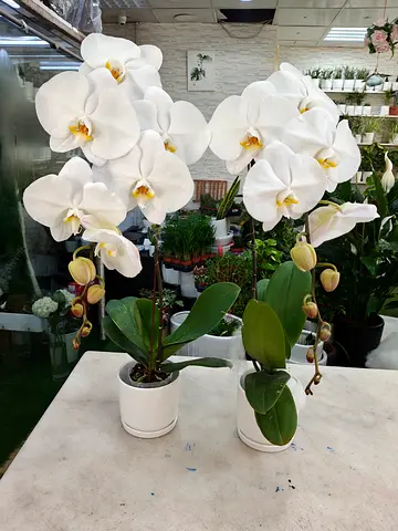 Indoor plants