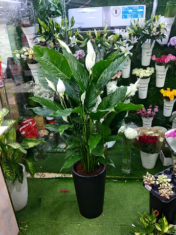 Peace lily Indoor plants
