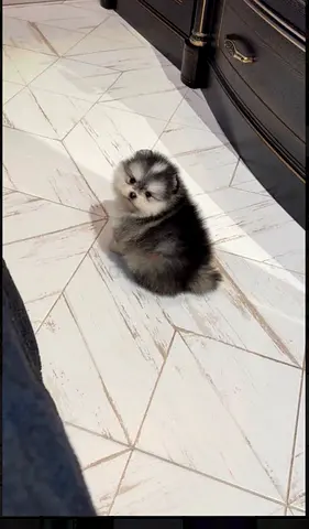 Tiny Pomeranian puppy 8 weeks, friendly and playful
