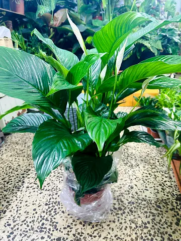 120cm Picellily Plant – Beautiful Indoor Plant for Sale in Abu Dhabi 🌿