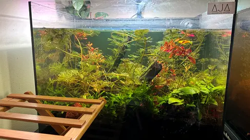 Planted Aquarium for Sale – AED 459