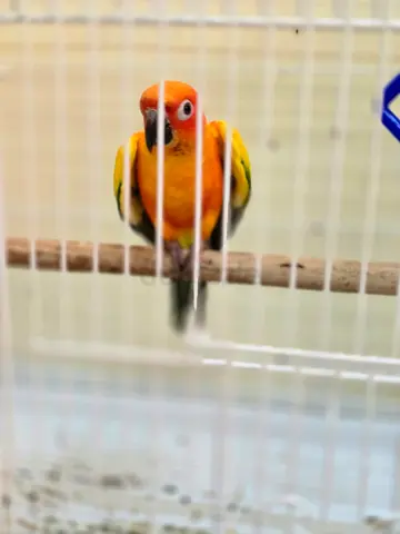 sun conure