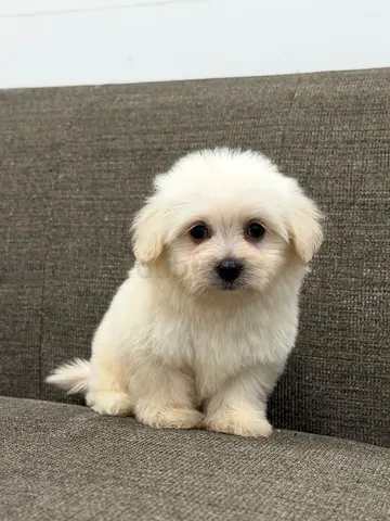 Small fluffy white puppy — friendly companion, ready for a loving home