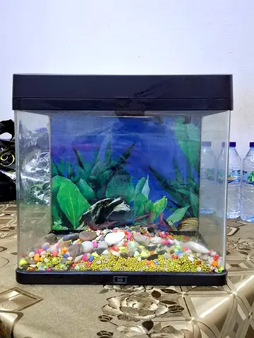 Empty Fish Tank