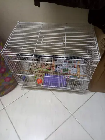 White Metal Bird Cage with Two Perches — Good Condition(With Out Birds)-2 KG Foods