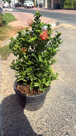 Potted Ixora Plant - Healthy Outdoor Shrub, Ready to Replant