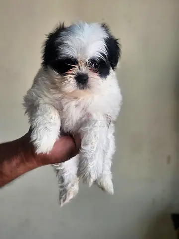 Cute Shih Tzu puppy - friendly, vaccinated, ready for adoption