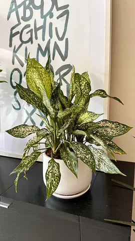 Elegant Dieffenbachia Indoor Plant in Premium Designer Pot – Lush Green Foliage