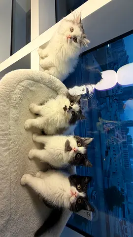 Playful Persian x British shorthair mixed kittens - 4 adorable siblings