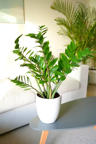 ZZ Plant / Zamioculcas  | Easy-Care Indoor Plant