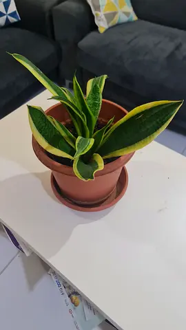 Small variegated Snake Plant (Sansevieria) in terracotta pot — healthy and low maintenance