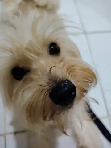 Havapoo dog for adoption