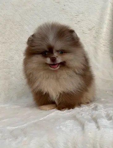 friendly pomeranian