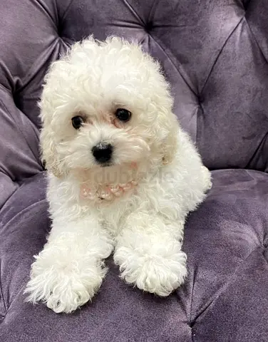 Lovely Bentley