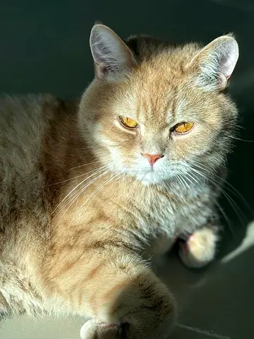 Friendly Adult Ginger Cat Available For Adoption