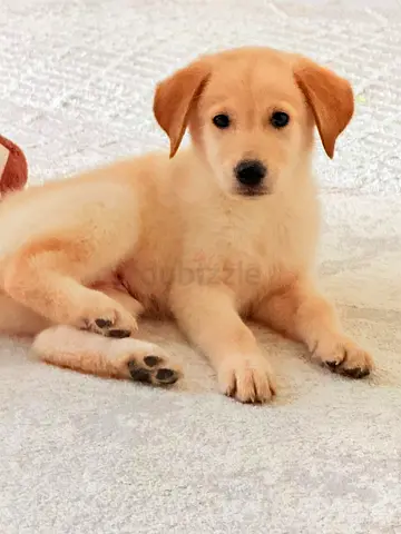 Pets for sale