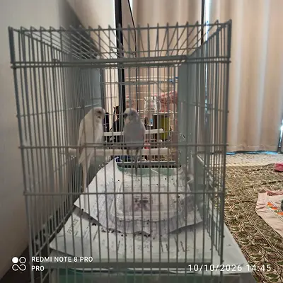 2 budgies with cage