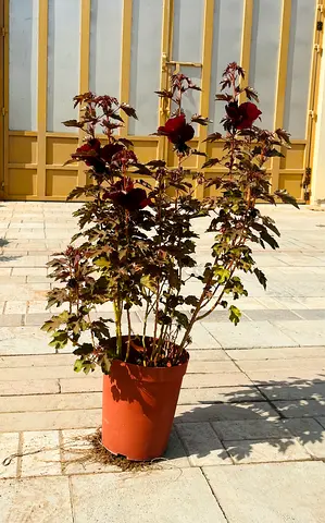 Cranberry hibiscus plant