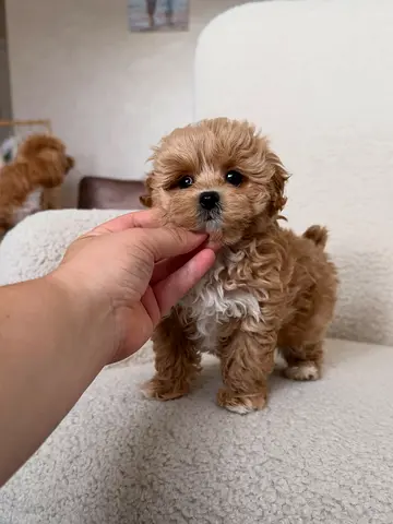 Cute Toy Maltipoo Puppy — Healthy, Friendly & Vaccinated