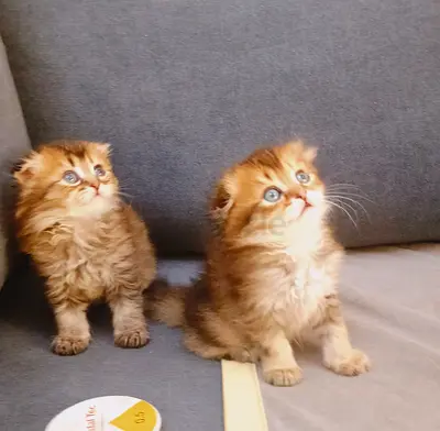Beautiful kittens Scottish kittens male female