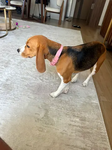 Dog for adoption only for who will take care of her