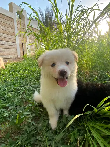 Fluffy white puppy ready for adoption — friendly and playful