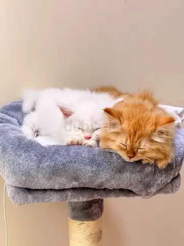 Pets for adoption