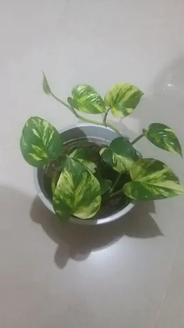 Healthy money plant in white pot
