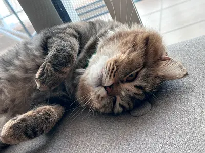 Cat for adoption