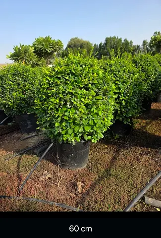 Potted Decorative Boxwood Spheres - Ready for Landscaping (Multiple)