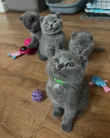 Pure grey British shorthair kittens