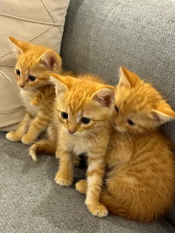 3 kittens for adoption together free