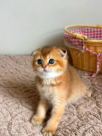 cutest orange Scottish fold