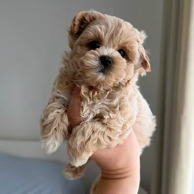 Tiny cream Maltipoo puppy — ready for a loving home