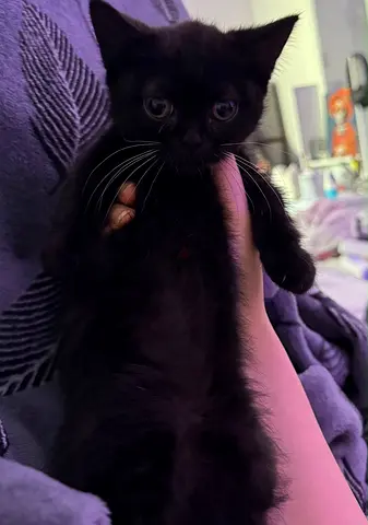 Female Munchkin Young black kitten — friendly and playful (ready for new home)