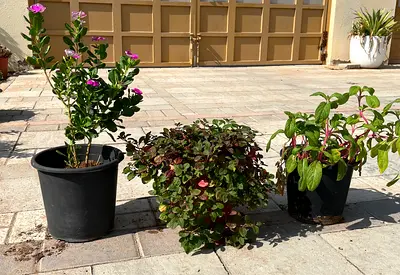 Three Outdoor Potted Plants – Vinca, Oxalis and Mixed Foliage