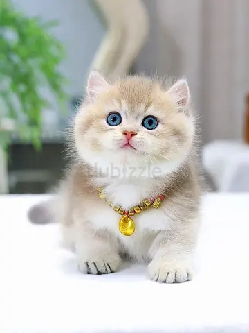 My friendly grey british short hair wanting a pet lover home