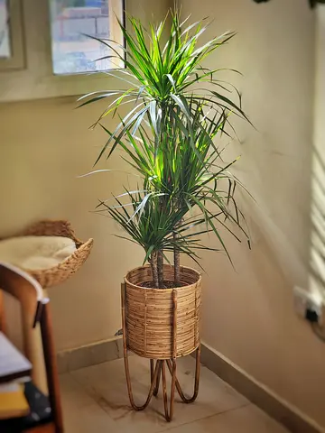 Indoor plant Dracaena Marginata in woven rattan stand