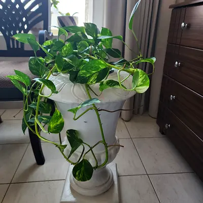 Large Pothos (Golden) in Decorative White Planter - Healthy Indoor Plant