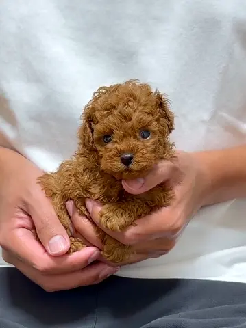 Tiny brown Toy Poodle puppy — very young, friendly