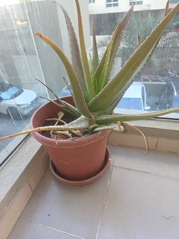 Aloe Vera Potted Plant - Healthy Indoor Succulent