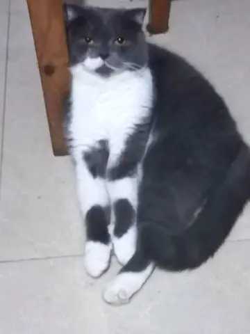 Cat for free adoption..