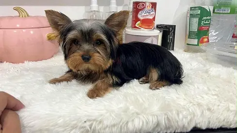 Tiny Yorkshire Terrier puppy healthy, friendly, ready for a new home