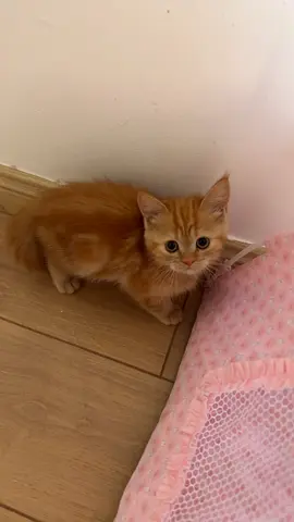 2 month kitten