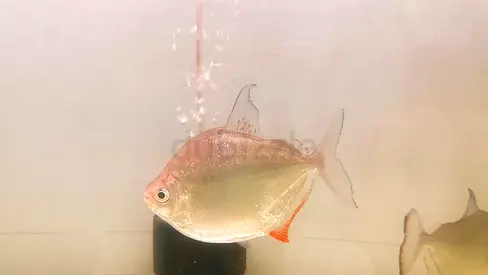 Silver Dollar Fish