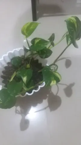 Money plant in white pot