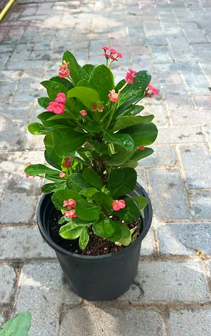 Small Pink Euphorbia Crown of Thorns (Flowering Potted Plant)