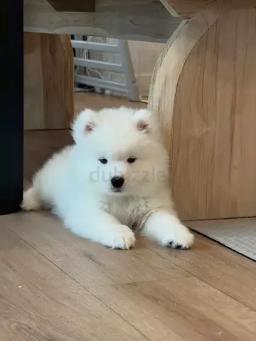 Samoyed puppy looking for new home