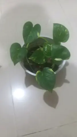 Healthy money plant in white pot
